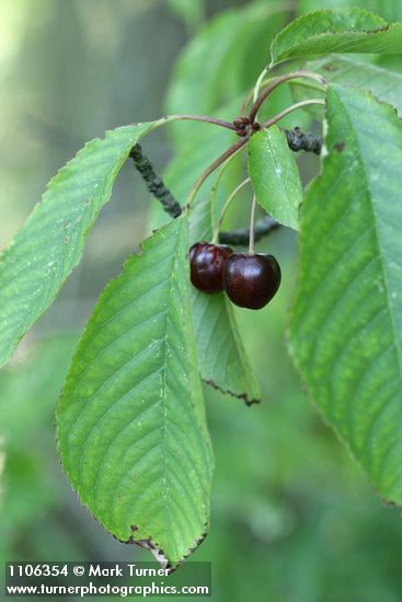 Sweet Cherry fruit among foliage