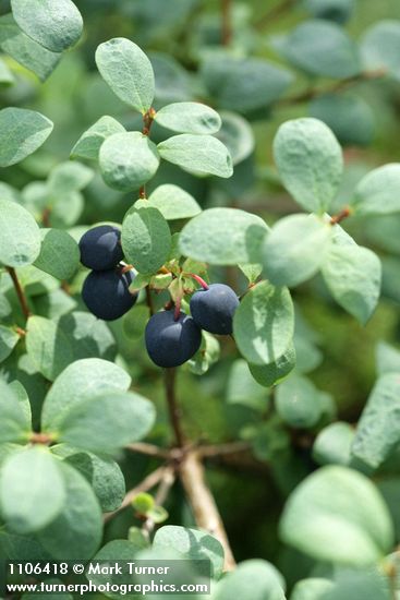 Bog Blueberry fruit & foliage