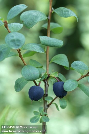 Bog Blueberry fruit & foliage