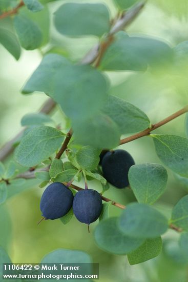 Bog Blueberry fruit & foliage
