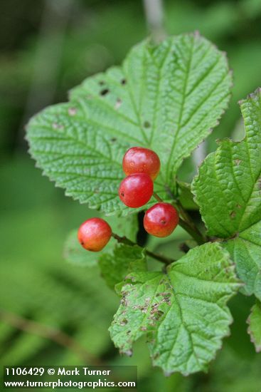 Highbush Cranberry fruit & foliage