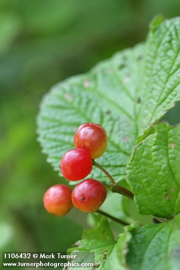 Highbush Cranberry fruit & foliage