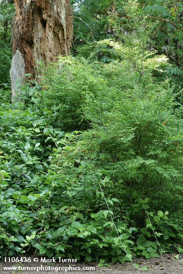 Red Huckleberries w/ Trailing Blackberries on Salal