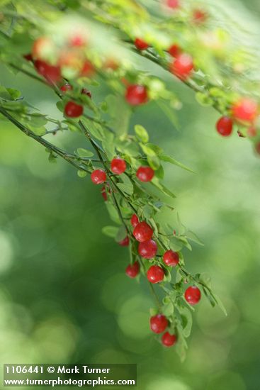 Red Huckleberry fruit & foliage
