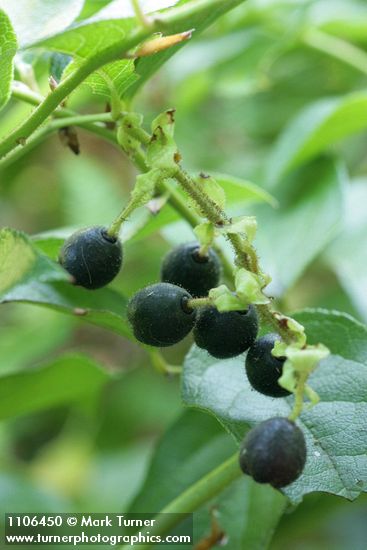 Salal fruit