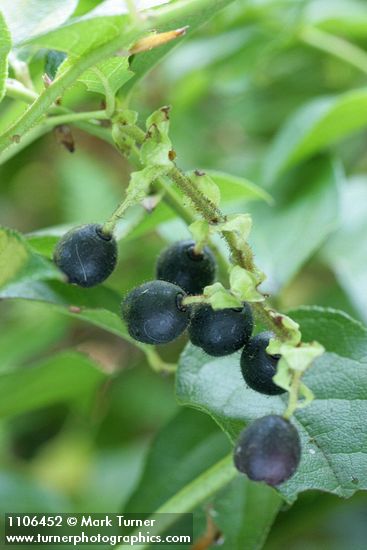 Salal fruit