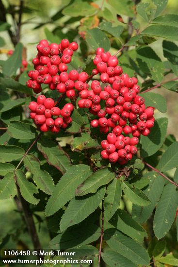 Cascade Mountain Ash fruit & foliage