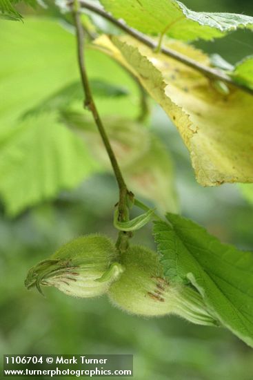 Beaked Hazelnut pair of nuts beneath foliage