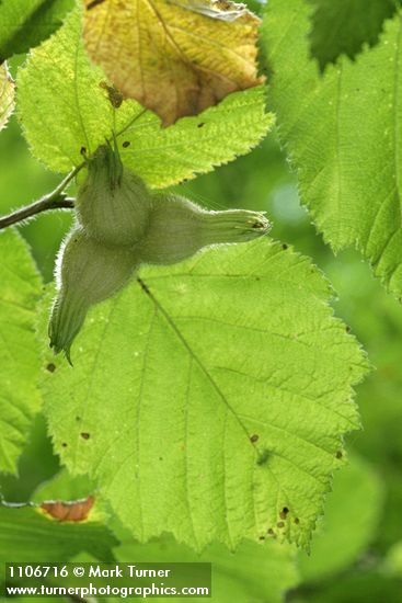 Beaked Hazelnut trio of nuts beneath foliage