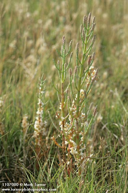 Salt Marsh Dodder on Slender Pickleweed