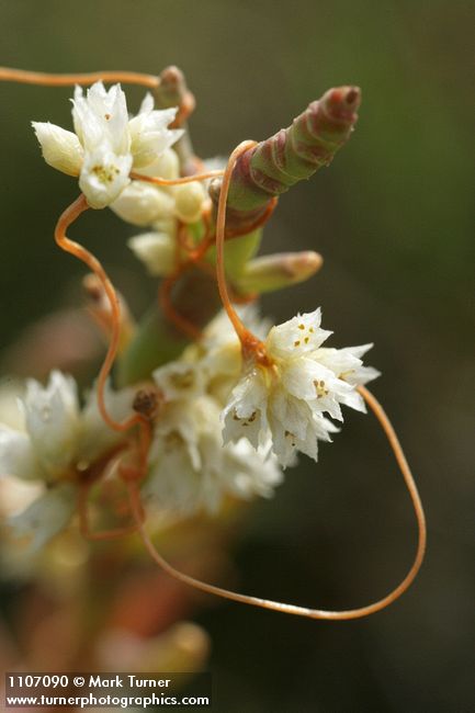 Salt Marsh Dodder on Slender Pickleweed, detail