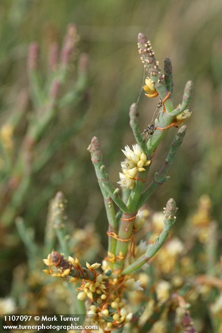 Salt Marsh Dodder on Slender Pickleweed