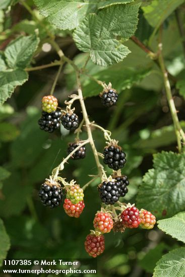 Himalayan Blackberry ripening fruit