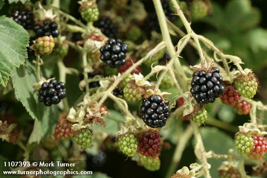 Himalayan Blackberry ripening fruit