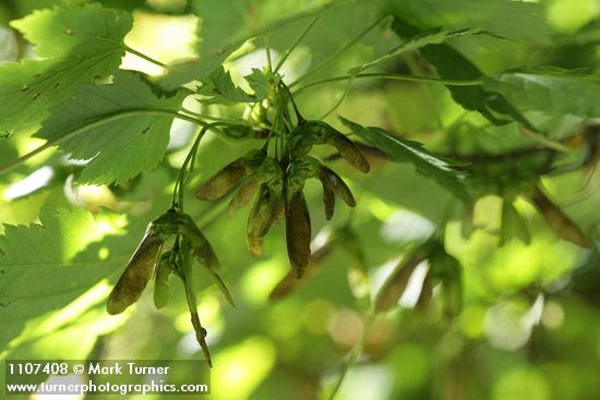 Douglas Maple samaras (seeds) under foliage