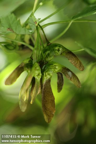 Douglas Maple samaras (seeds) under foliage