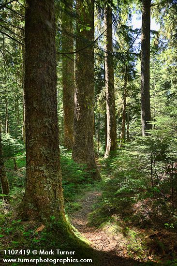 Old-growth Western Hemlock forest