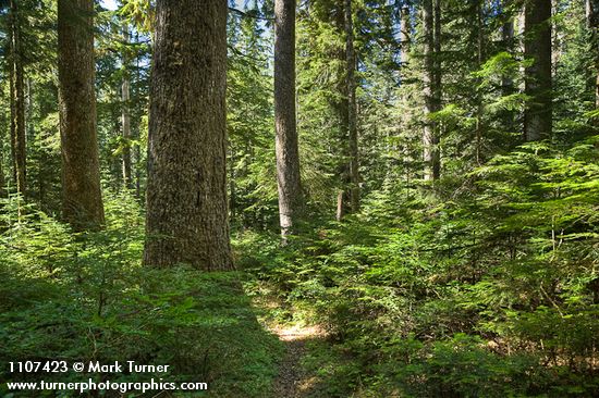 Old-growth Western Hemlock forest