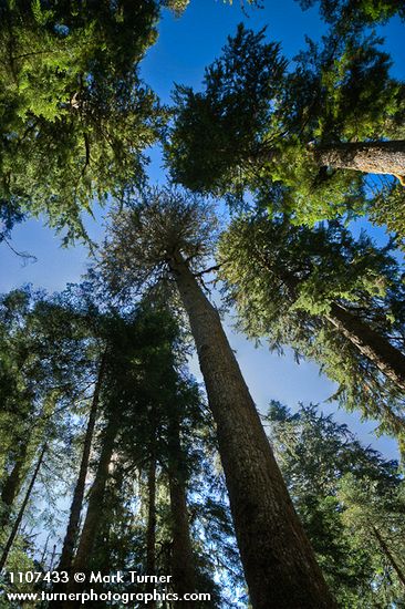 Old-growth Western Hemlock forest, view up to crowns against blue sky
