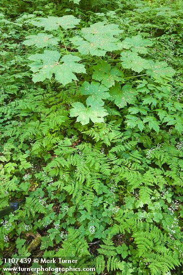 Forest floor w/ Devil's Club surrounded by Oak Ferns & Tiarella