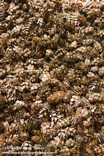 Western Hemlock & Douglas-fir cones