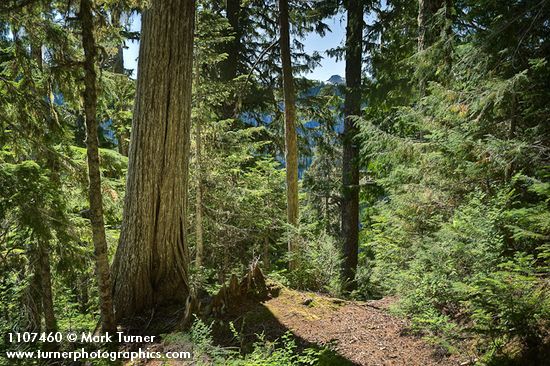 Yellow Cedar along trail w/ Western Hemlocks