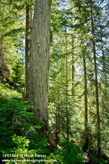 Yellow Cedar w/ Western Hemlocks