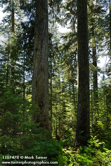 Yellow Cedar among Mountain Hemlocks