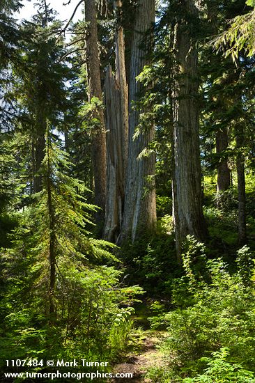 Yellow Cedars among Mountain Hemlocks