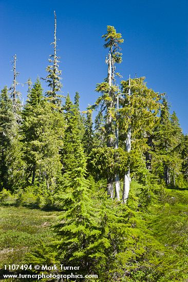 Yellow Cedars among Mountain Hemlocks in subalpine meadow at Mazama Park