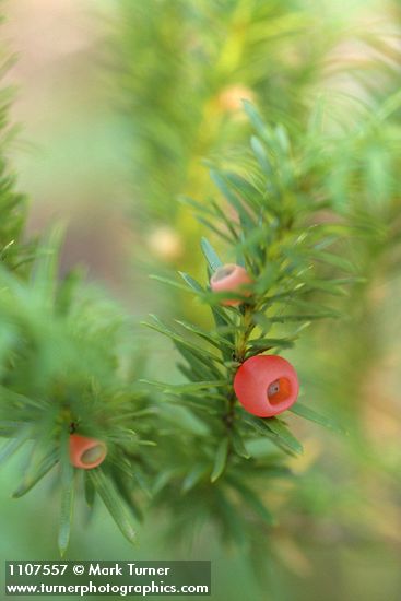 Western Yew fruit & foliage