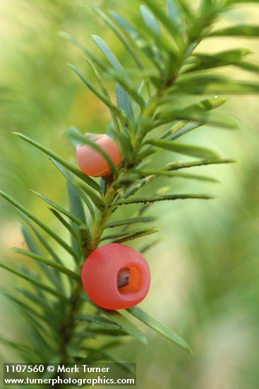 Western Yew fruit & foliage detail