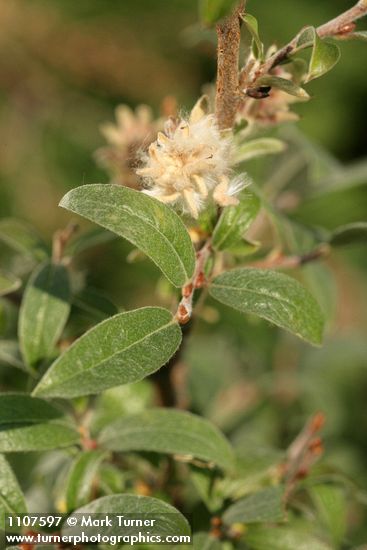 Shortfruit Willow female ament & foliage detail