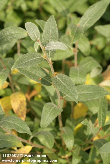 Shortfruit Willow foliage