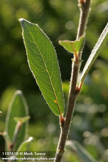 Shortfruit Willow backliit foliage & twig detail