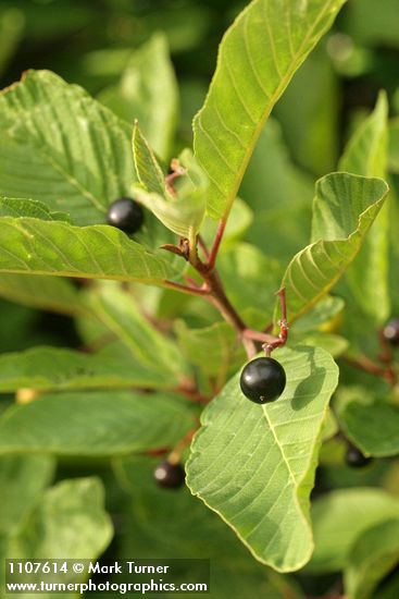 Cascara (shrub form) fruit & foliage detail