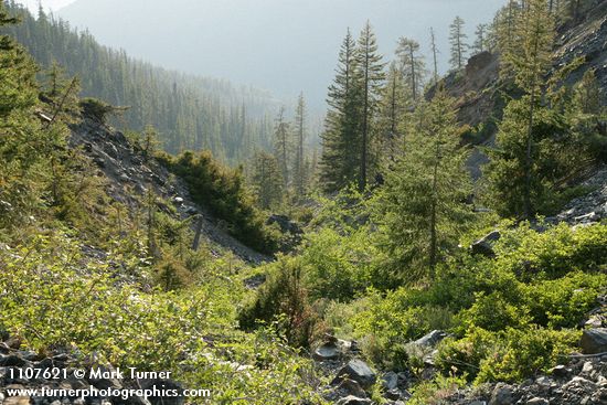Douglas-firs,Cascara (shrub form), Western Yew, Shortfruit Willow on serpentine