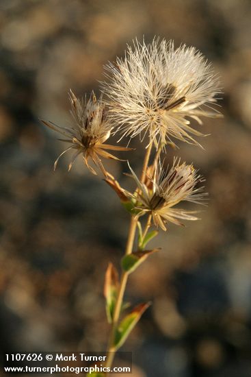 Narrowleaf Brickellia seed heads