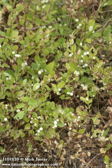 Creeping Snowberry fruit & foliage