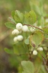 Creeping Snowberry fruit & foliage detail
