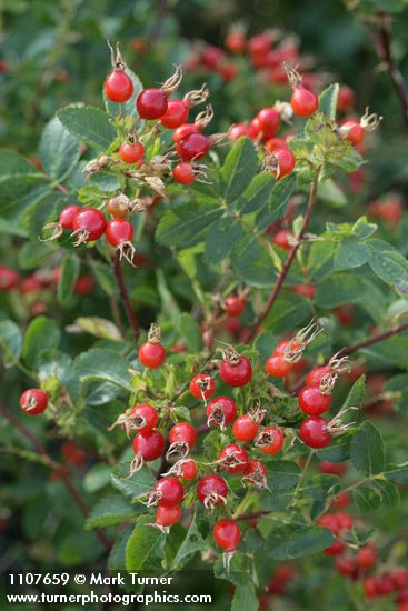 Pearhip Rose fruit & foliage