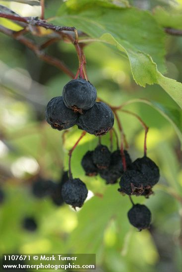 Black Hawthorn fruit