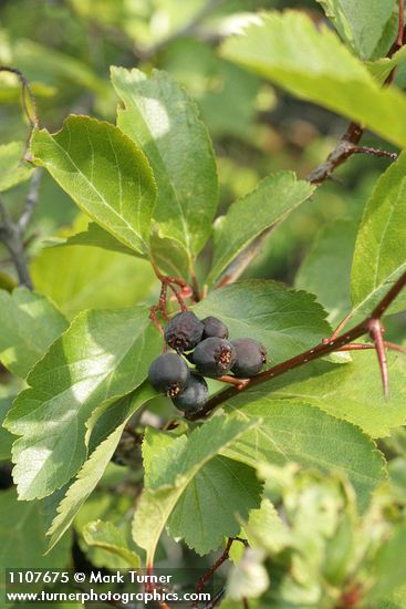 Black Hawthorn fruit & foliage