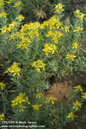 Greene's Goldenweed