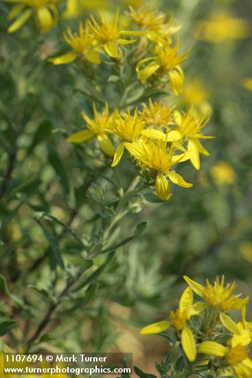 Greene's Goldenweed blossoms & foliage
