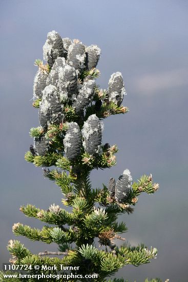 Subalpine Fir cones & foliage