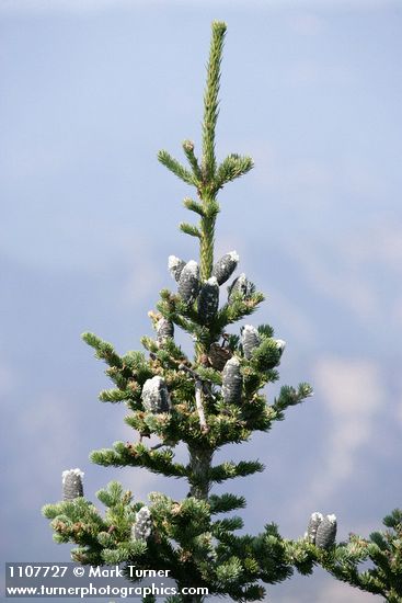 Subalpine Fir cones & foliage