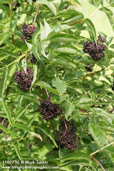 Black Elderberry fruit & foliage