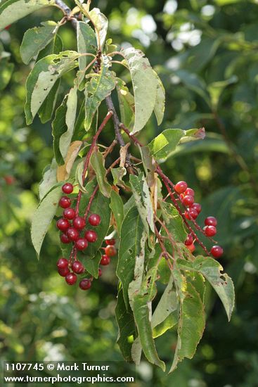 Chokecherry immature fruit & foliage