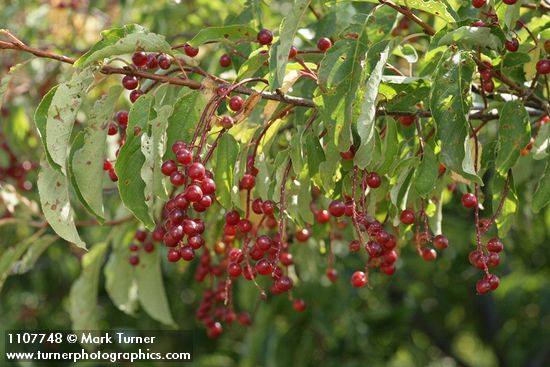 Chokecherry immature fruit & foliage
